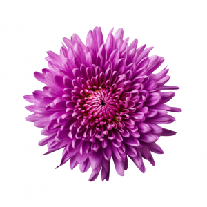 POM PON, SPIDER - PURPLE