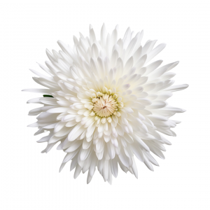 POM PON, SPIDER - WHITE