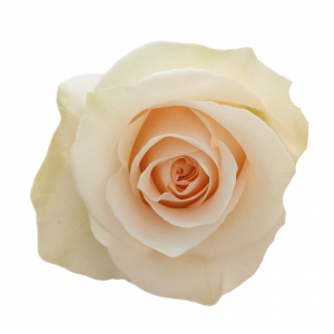 ROSE, 60CM PEACH, SUGAR