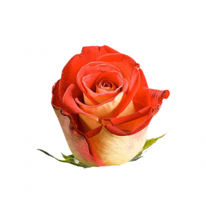 ROSE, 60CM NOVELTY, FRIENDSHIP