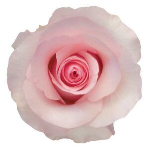 ROSE, 60CM PINK, CHRISTA