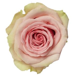 ROSE, 50CM ASSORTED
