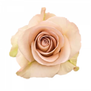 ROSE, 60CM LAVENDER, ASTRAL