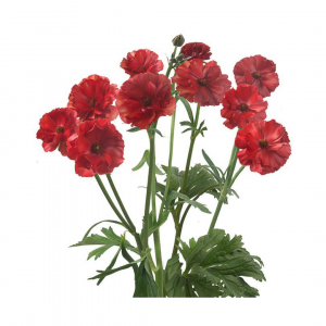 RANUNCULUS, BUTTERFLY(5 ST)