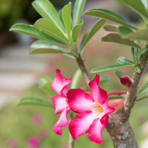 2" ADENIUM, DESERT ROSE
