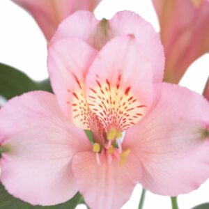 ALSTROEMERIA, PINK