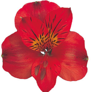 ALSTROEMERIA, RED