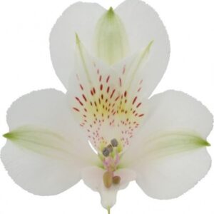 ALSTROEMERIA, WHITE