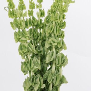 BELLS OF IRELAND (8-10 STEM)