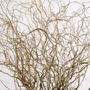 CURLY WILLOW, 3FT