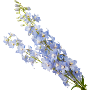 DELPHINIUM, BELLADONNA LIGHT BLUE