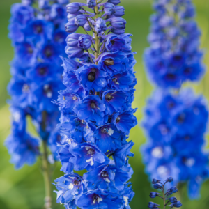 DELPHINIUM, WALTZ - DARK BLUE
