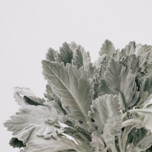 DUSTY MILLER, WIDE