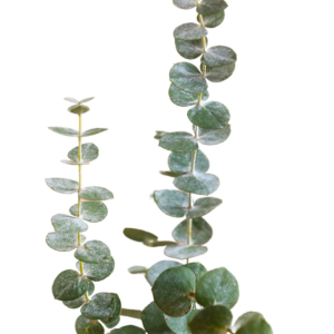 EUCALYPTUS, BABY BLUE GIANT