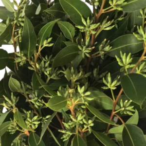 EUCALYPTUS, BIG STAR SEEDED