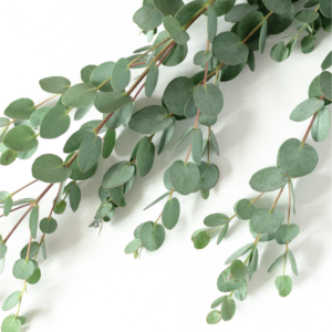 EUCALYPTUS, GUNNI
