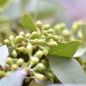 EUCALYPTUS, SEEDED