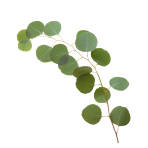 EUCALYPTUS, SILVER DOLLAR