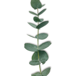 EUCALYPTUS, TRUE BLUE