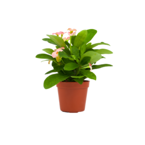 2" EUPHORBIA, MILII IN CLAY