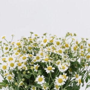FEVERFEW, DAISY - WHITE