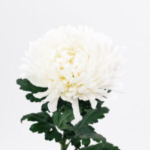 MUM, FOOTBALL - WHITE