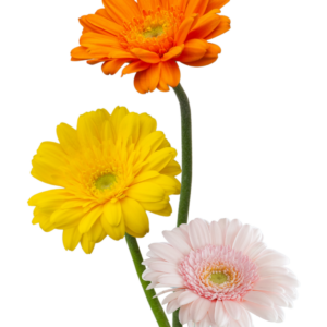 GERBERA, MINI (10 ST)