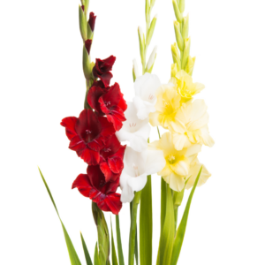 GLADIOLUS #2 (5 ST)