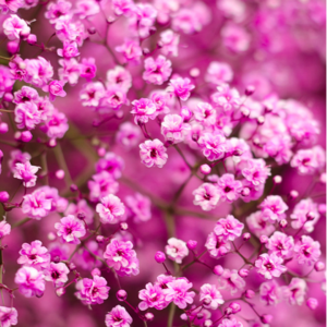 GYPSOPHILIA, MILLION STARS - TINTED