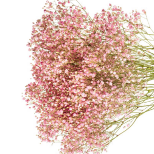 GYPSOPHILIA, PAINTED PINK