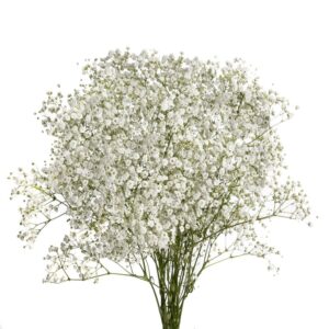 GYPSOPHILA, XLENCE