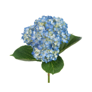 HYDRANGEA, BLUE