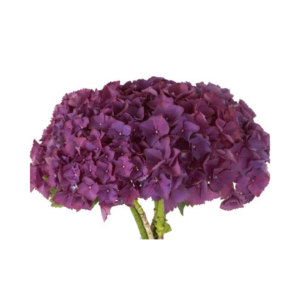 HYDRANGEA, CALIFORNIA