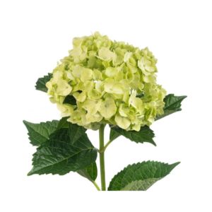 HYDRANGEA, GREEN (5 ST)