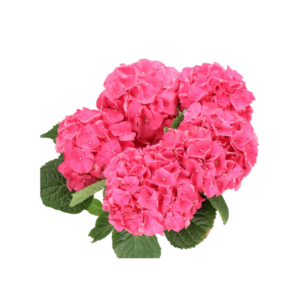 HYDRANGEA, IMPORT DUTCH TYPE