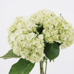 HYDRANGEA, IMPORT GREEN