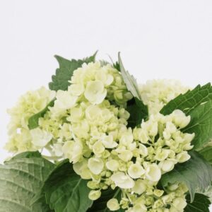HYDRANGEA, IMPORT IMMATURE GREEN (5 ST)