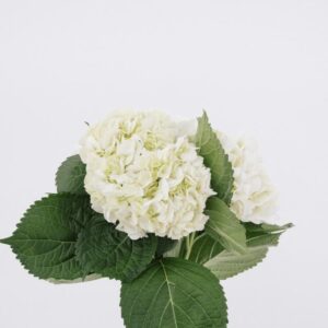 HYDRANGEA, IMPORT WHITE (5 ST)