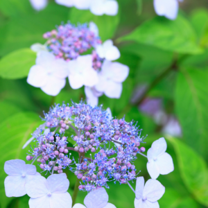 HYDRANGEA, LACE CAP