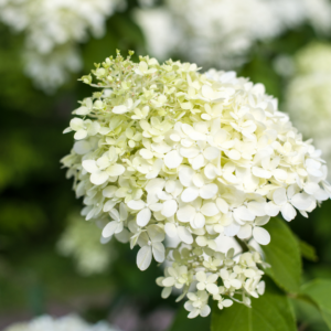 HYDRANGEA, PEE GEE (5 ST)