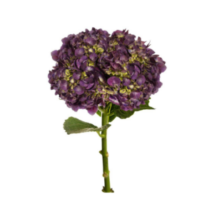 HYDRANGEA, PURPLE