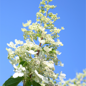 HYDRANGEA, TARDIVA