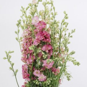 LARKSPUR, PINK