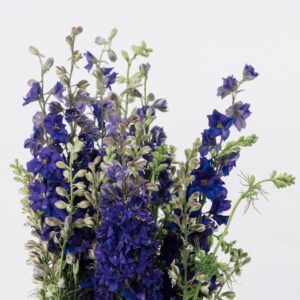 LARKSPUR, PURPLE