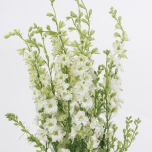 LARKSPUR, WHITE