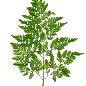 LEATHER FERN, FLORIDA