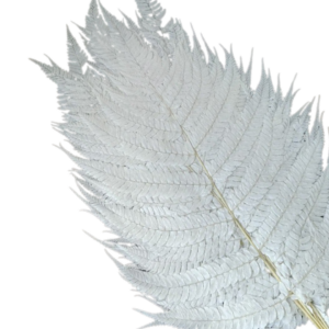 LEATHER LEAF, BLEACHED