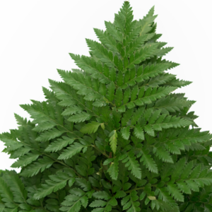 LEATHER FERN, PREMIUM