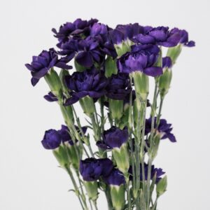 CARNATION, MINI - FLORIGENE