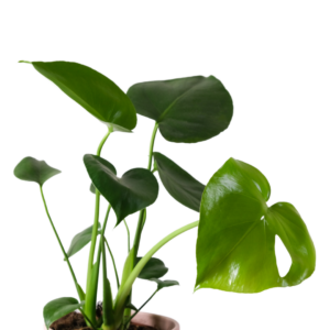 2" MONSTERA DELICIOSA